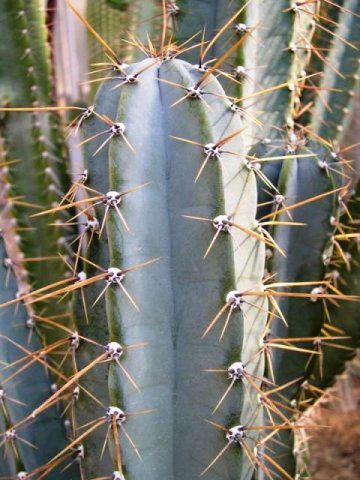 cereus_validus